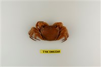 藏品(格雷陸方蟹)的圖片